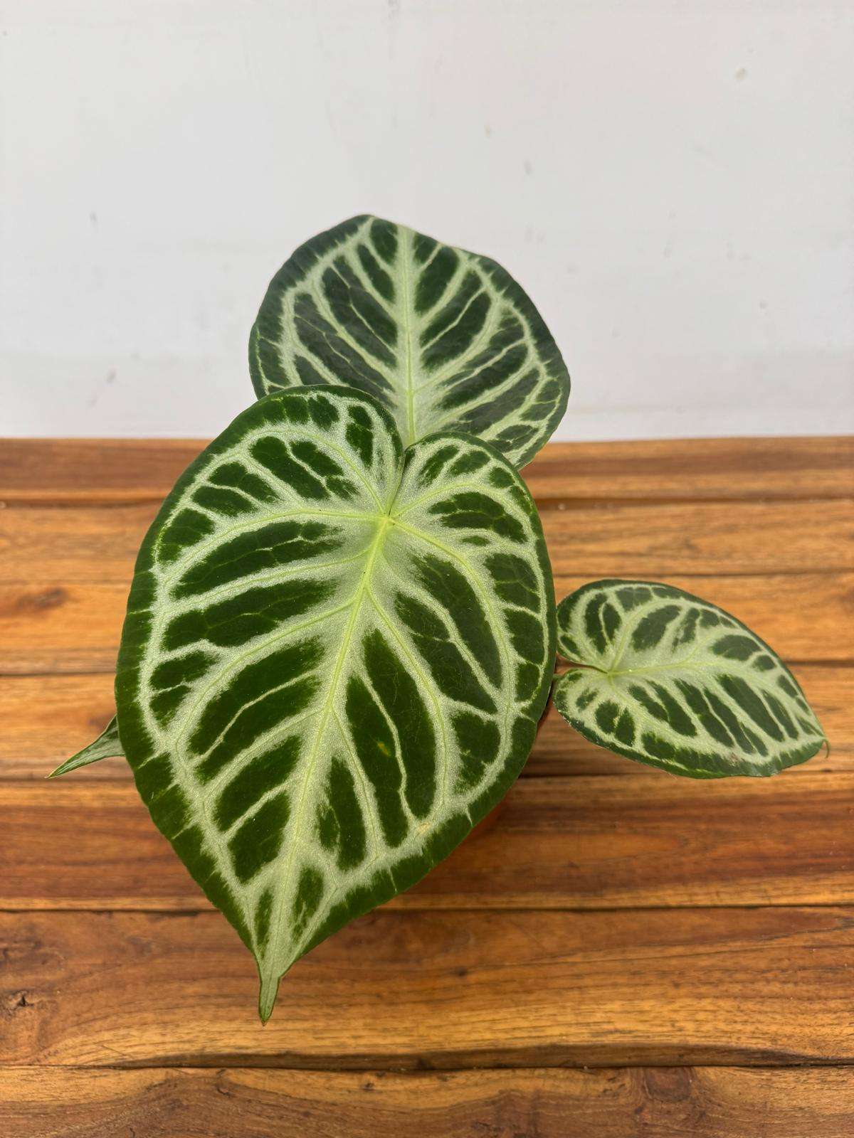 Anthurium 'Silver Blush' - V.12