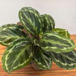 Calathea Roseopicta 'Medallion'- V.14