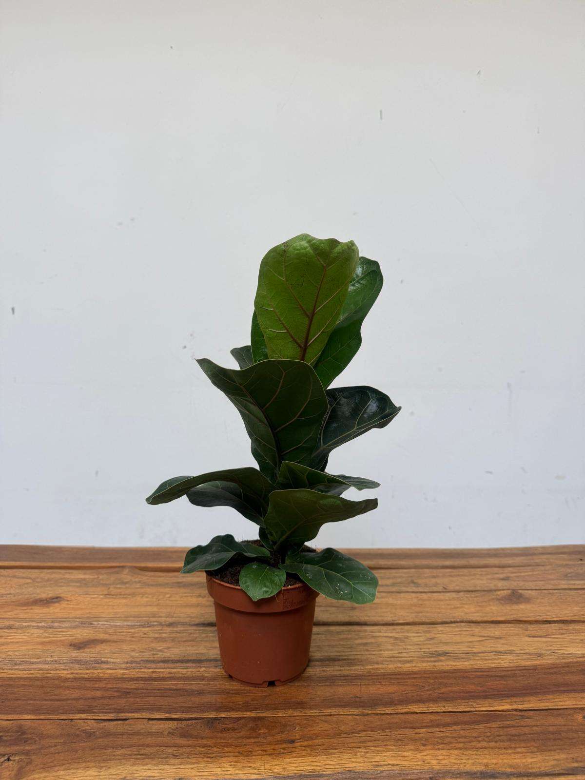 Ficus Lyrata Bambino - V.12 - Image 2