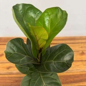 Ficus Lyrata Bambino - V.12