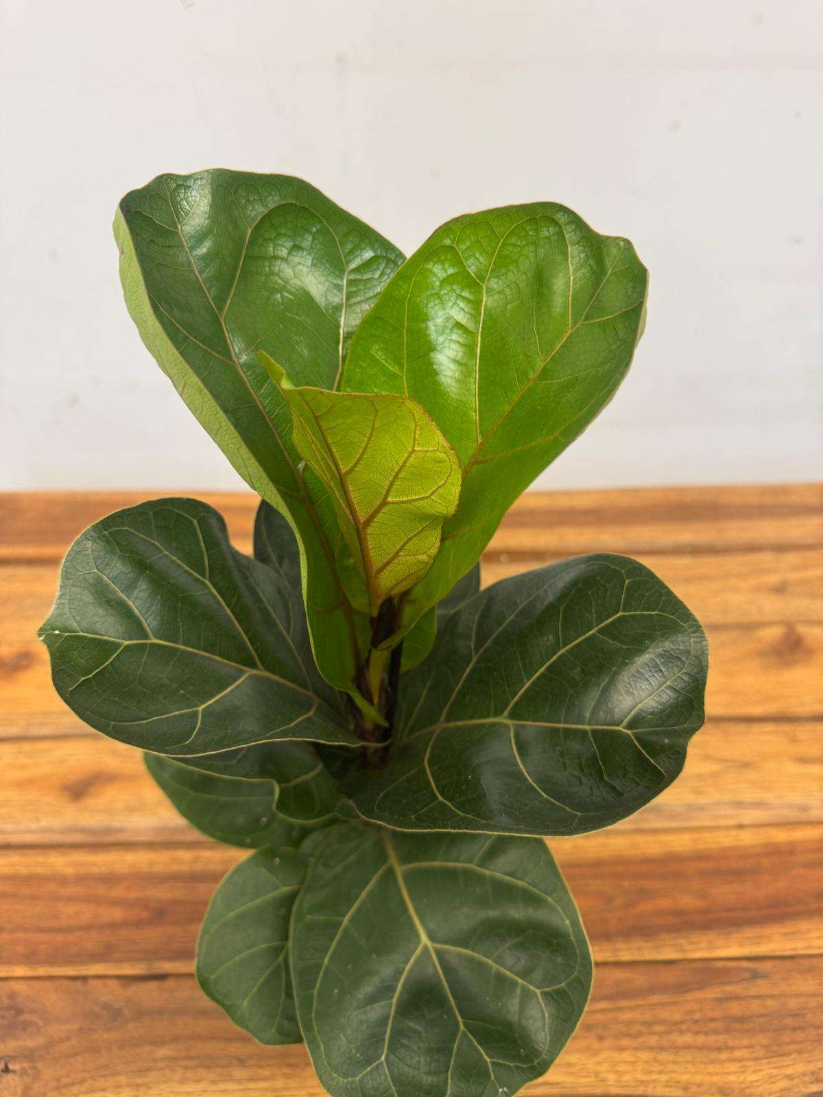 Ficus Lyrata Bambino - V.12