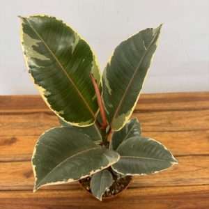 Ficus Elastica Tineke - V.12