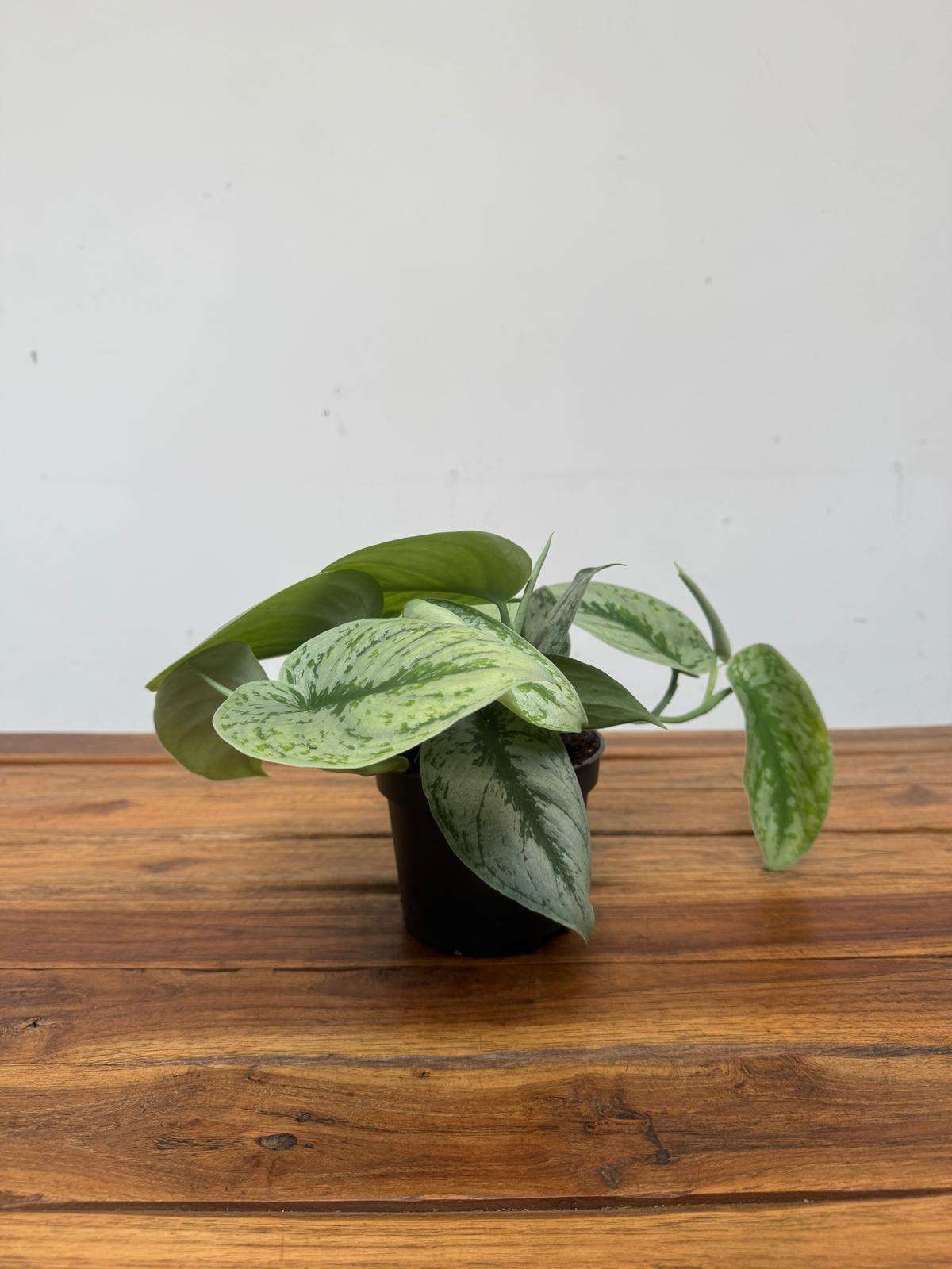 Scindapsus Pictus 'Trebie' - V.12 - Image 2