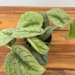 Scindapsus Pictus 'Trebie' - V.12