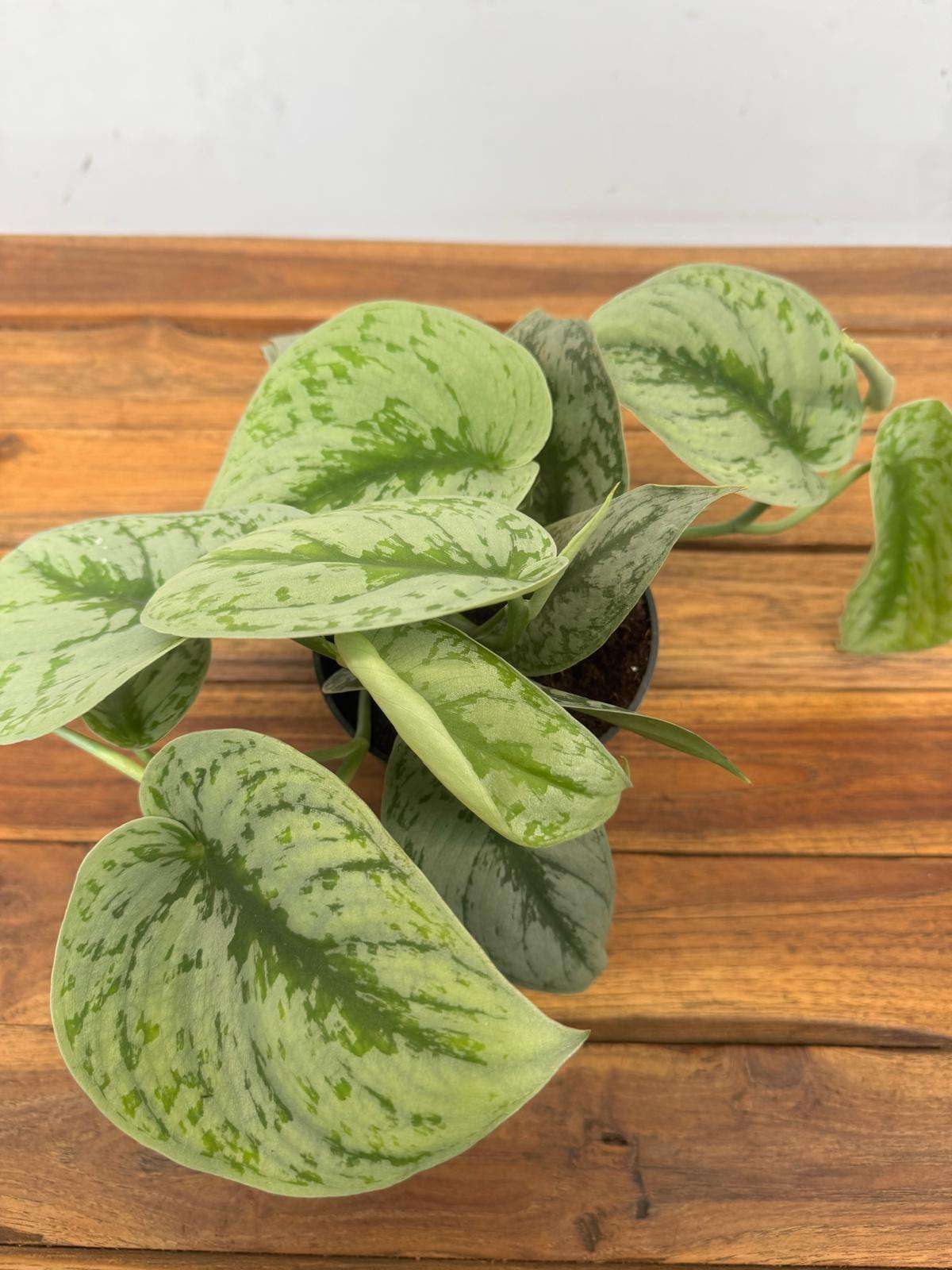 Scindapsus Pictus 'Trebie' - V.12