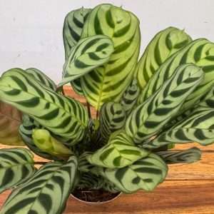 Calathea Burle Marx - V.14