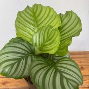 Calathea Orbifolia - V.14