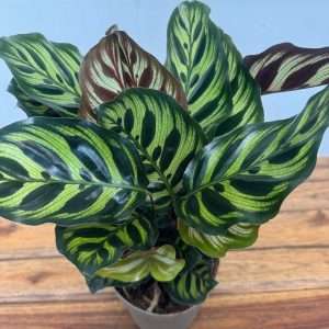 Calathea Makoyana - V.14