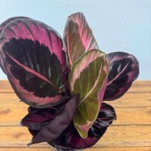 Calathea Dottie - V.14