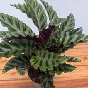 Calathea 'Velvet Glory' - V.14