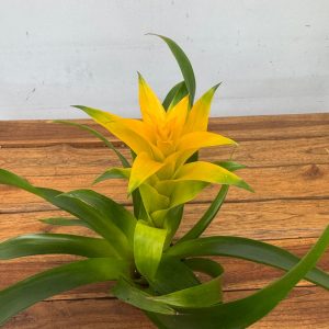 Guzmania - V.9