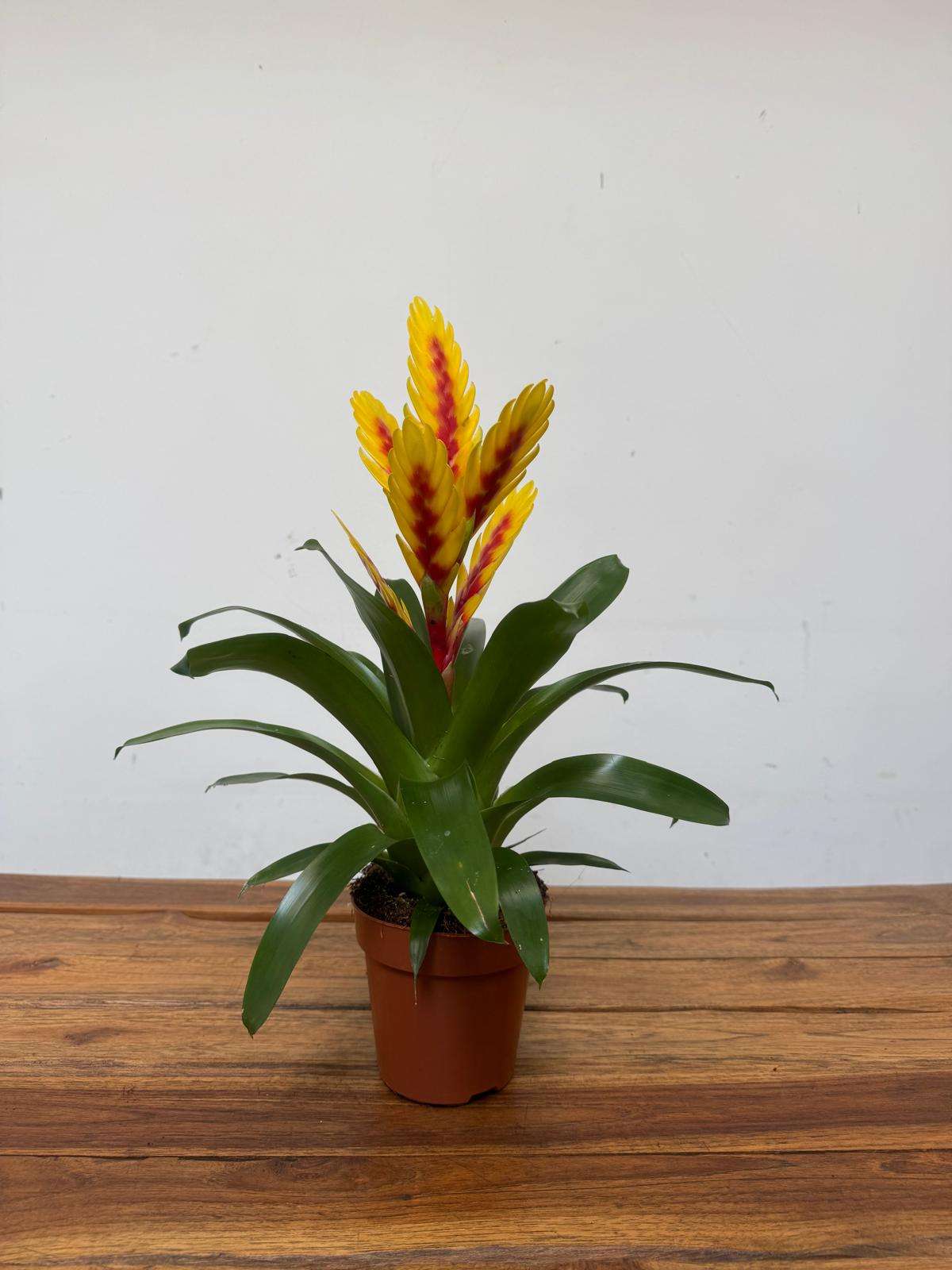 Vriesea - V.12 - Image 2