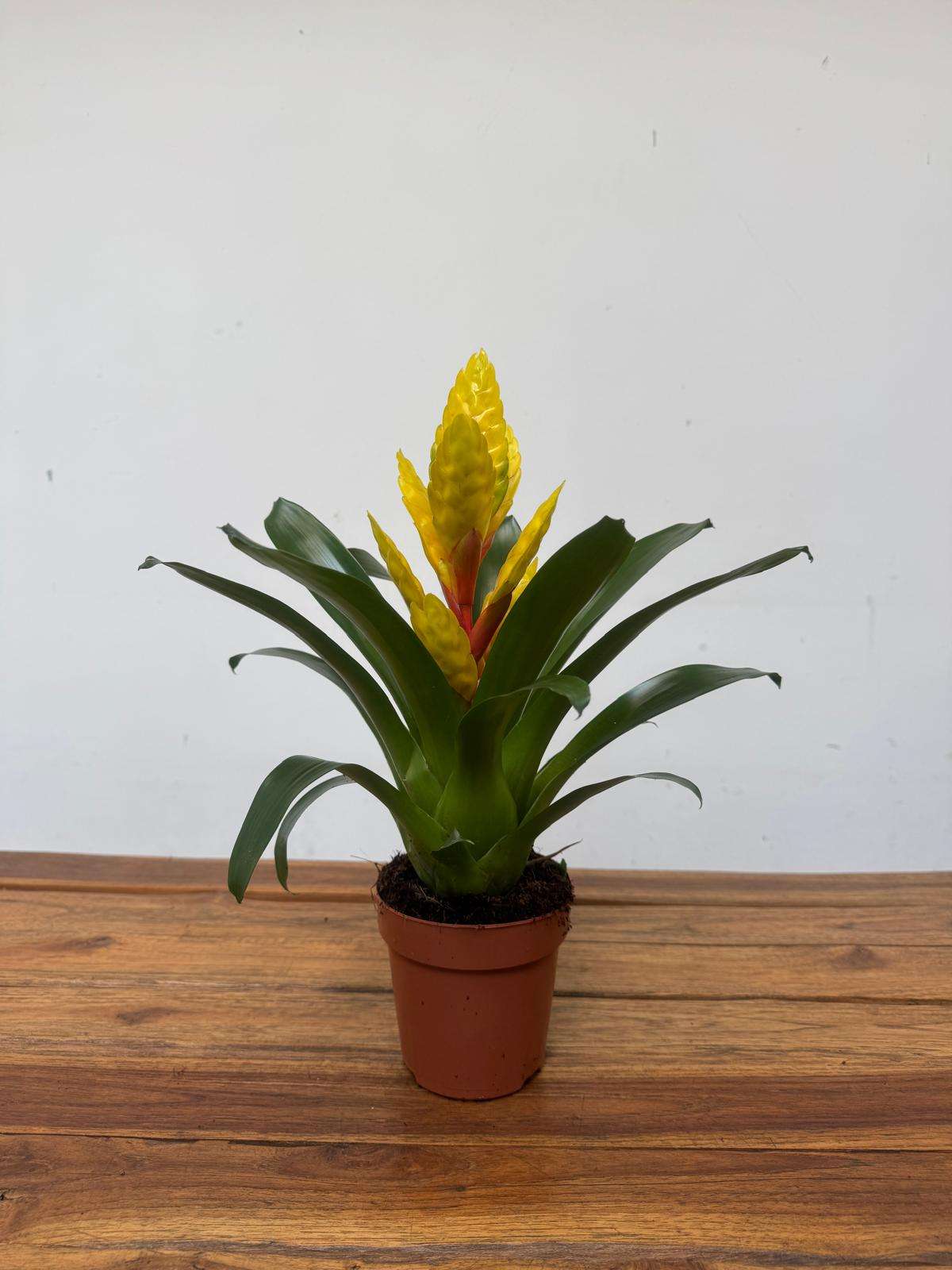 Vriesea - V.12 - Image 2