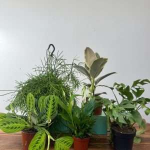 Box 5 Plantas - Pérez