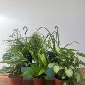 Box 5 Plantas - Cholloplantas