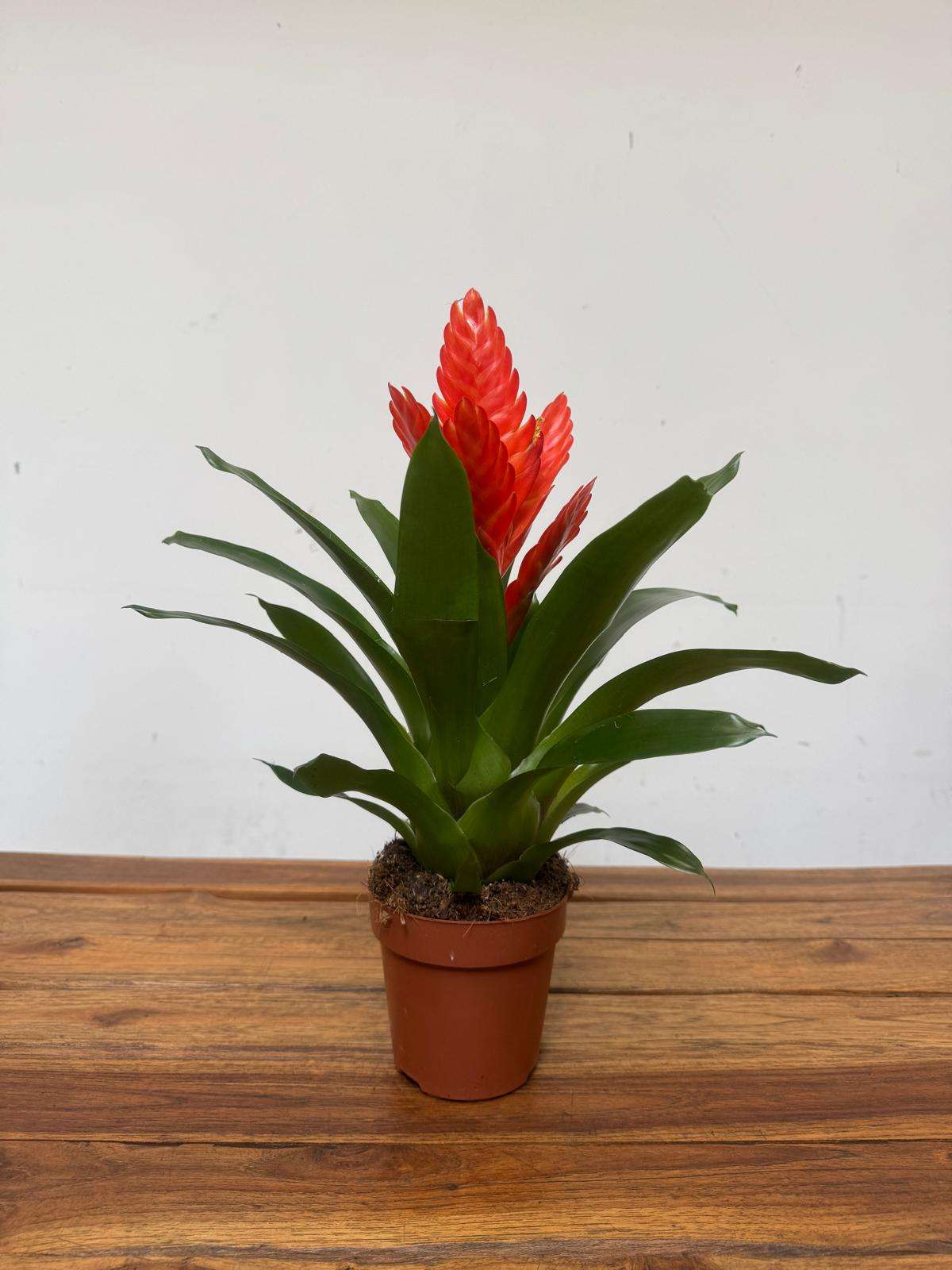 Vriesea - V.12 - Image 2