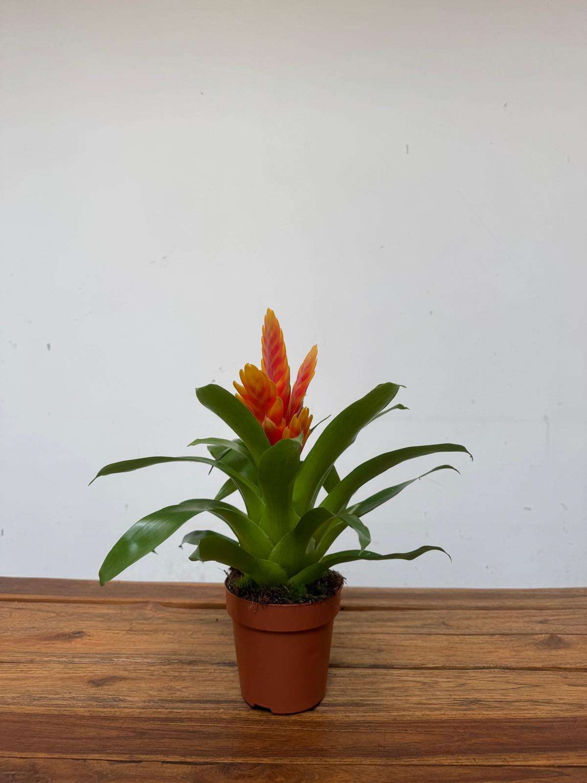 Vriesea - V.12 - Image 2