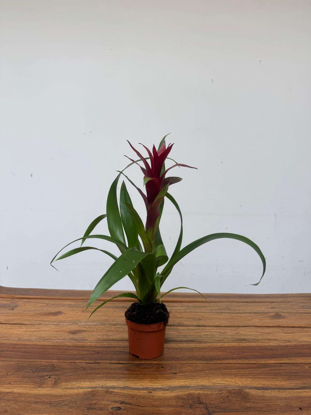 Guzmania - V.9 - Image 2