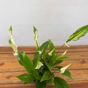 Spathiphyllum 'Chopin' - V.9