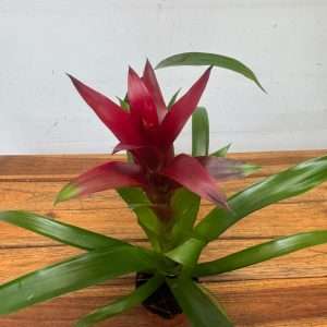 Guzmania - V.9