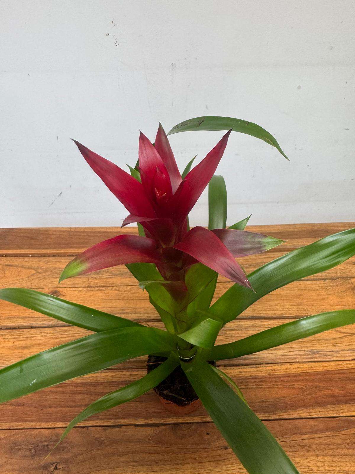 Guzmania - V.9