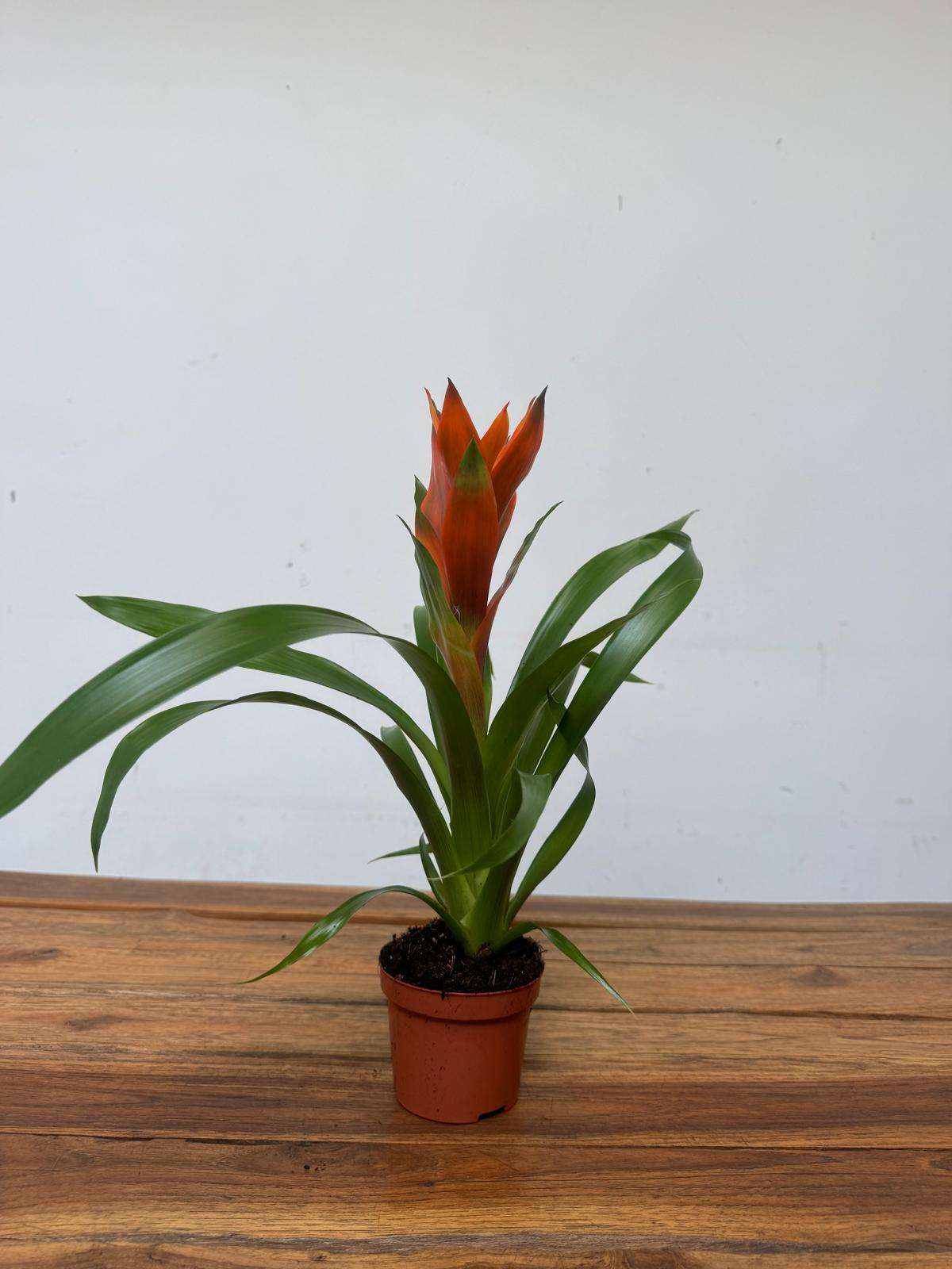 Guzmania - V.9 - Image 2