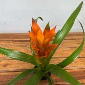 Guzmania - V.9