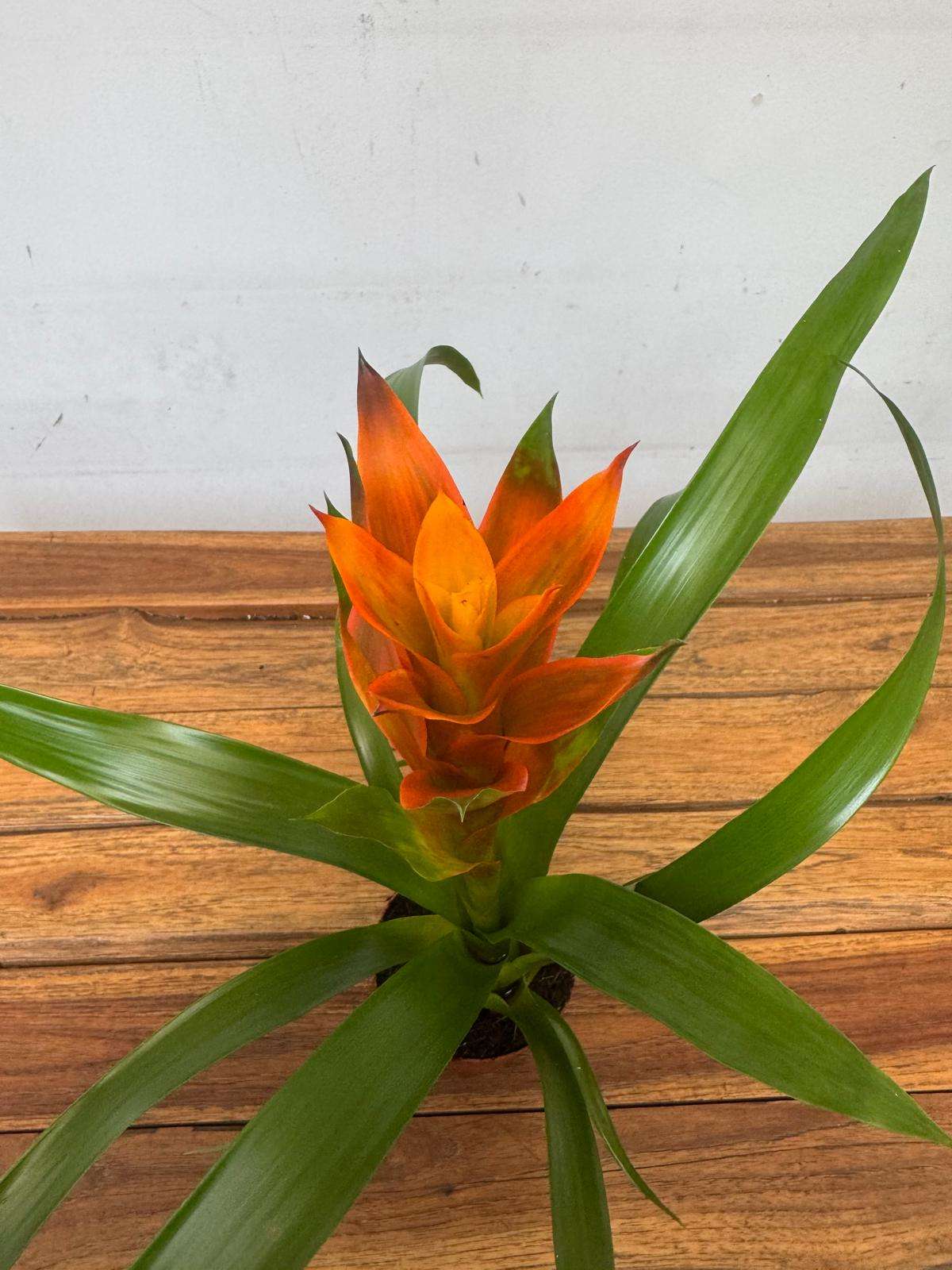 Guzmania - V.9