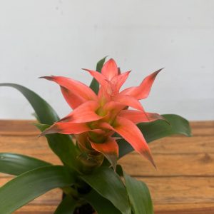Guzmania - V.9