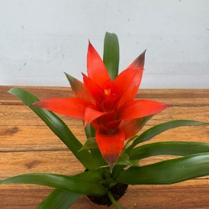 Guzmania - V.9