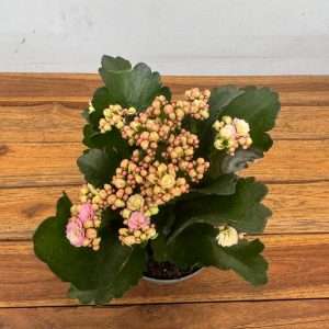 Kalanchoe - V.12