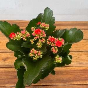 Kalanchoe - V.12