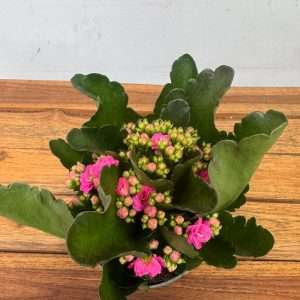 Kalanchoe - V.12