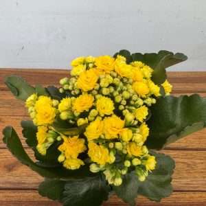 Kalanchoe - V.12