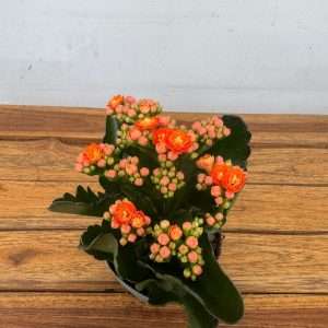 Kalanchoe - V.12