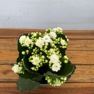 Kalanchoe - V.12