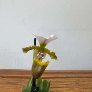 Paphiopedilum - V.9