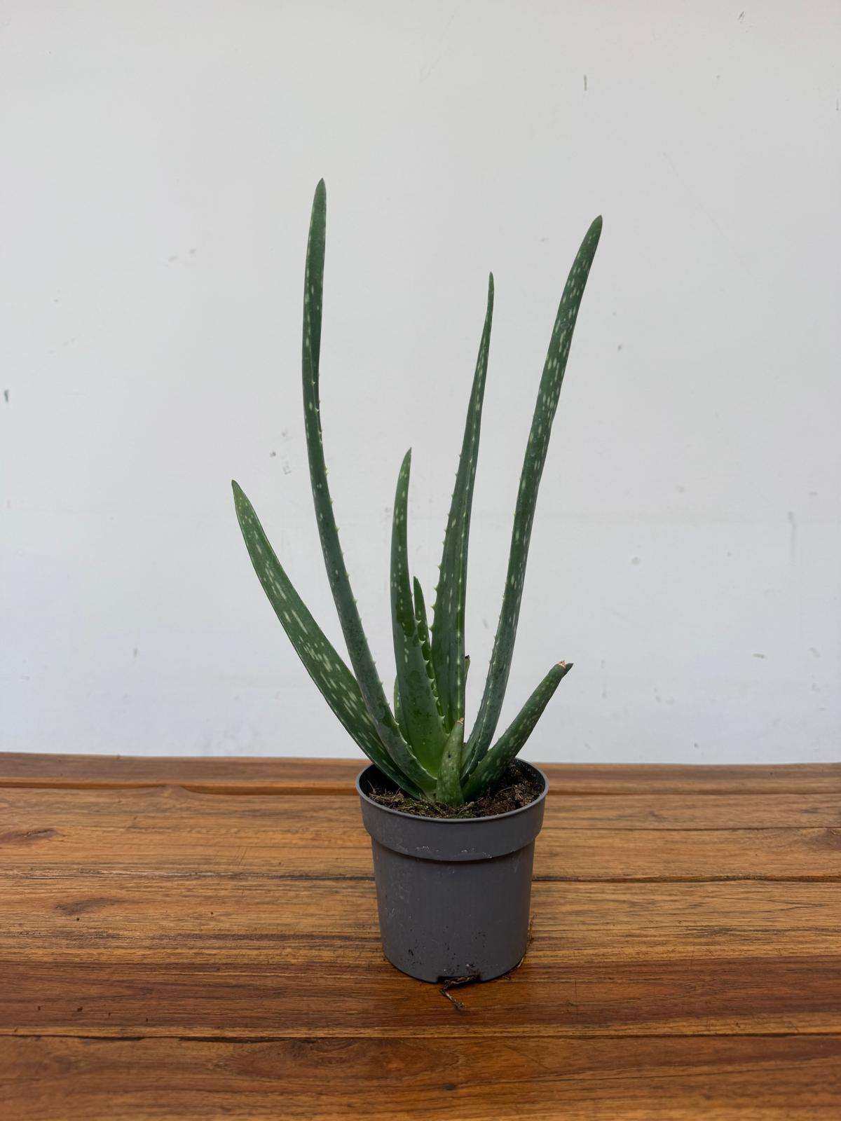 Aloe Vera - V.10 - Image 2