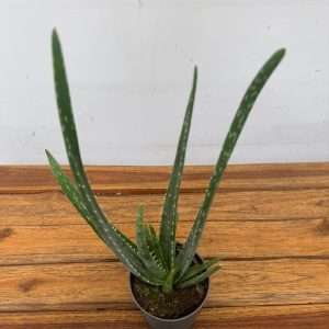 Aloe Vera - V.10