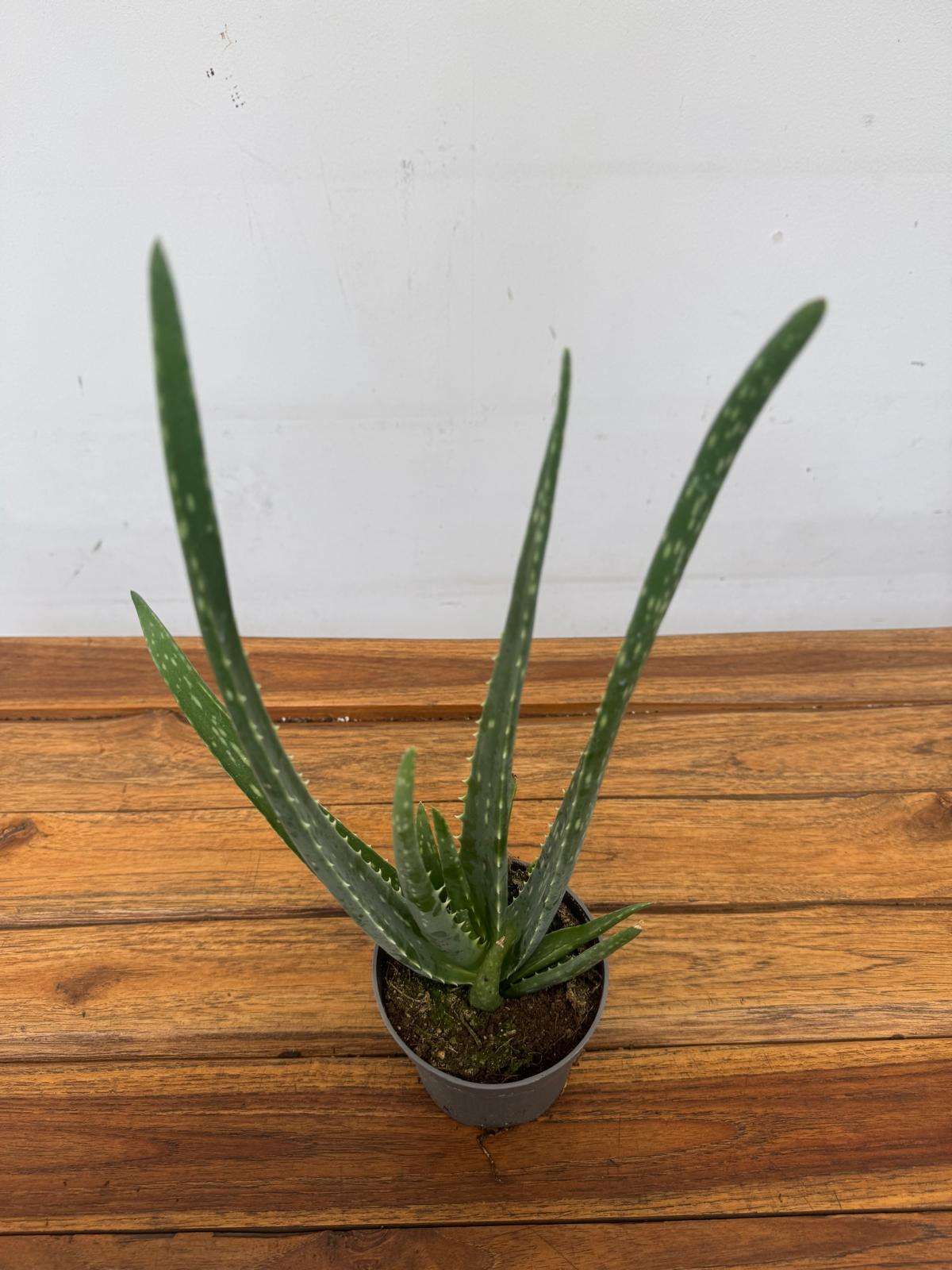 Aloe Vera - V.10