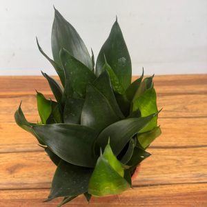 Sansevieria Black - V.12