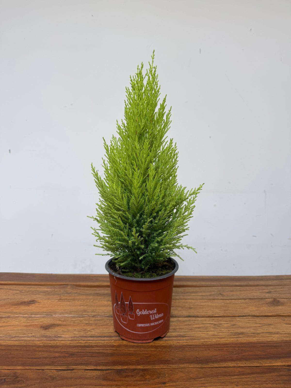 Cupressus Macrocarpa Goldcrest Wilma V.14 - Image 2