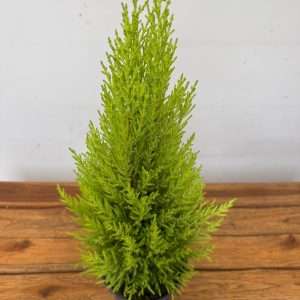 Cupressus Macrocarpa Goldcrest Wilma V.14