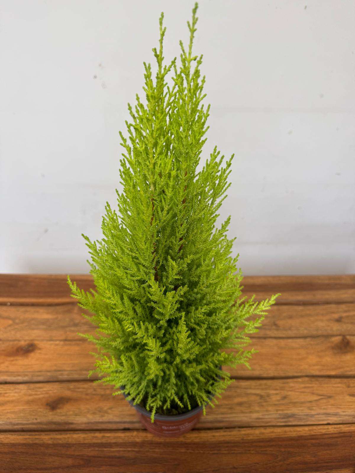 Cupressus Macrocarpa Goldcrest Wilma V.14