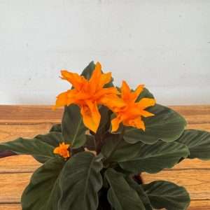 Calathea 'Crocata' - V.14
