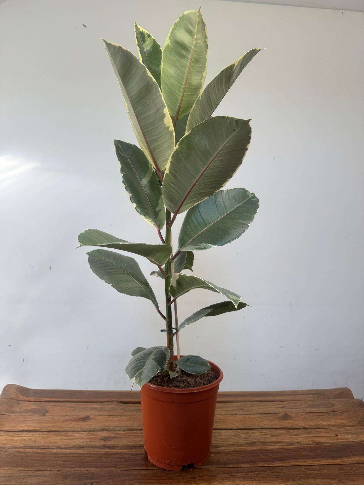 Ficus Elastica Tineke - V.21 - Image 2