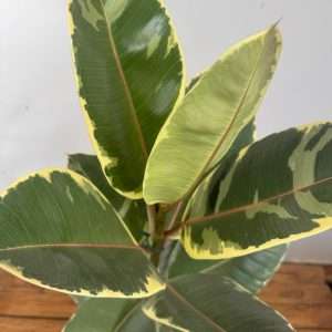 Ficus Elastica Tineke - V.21