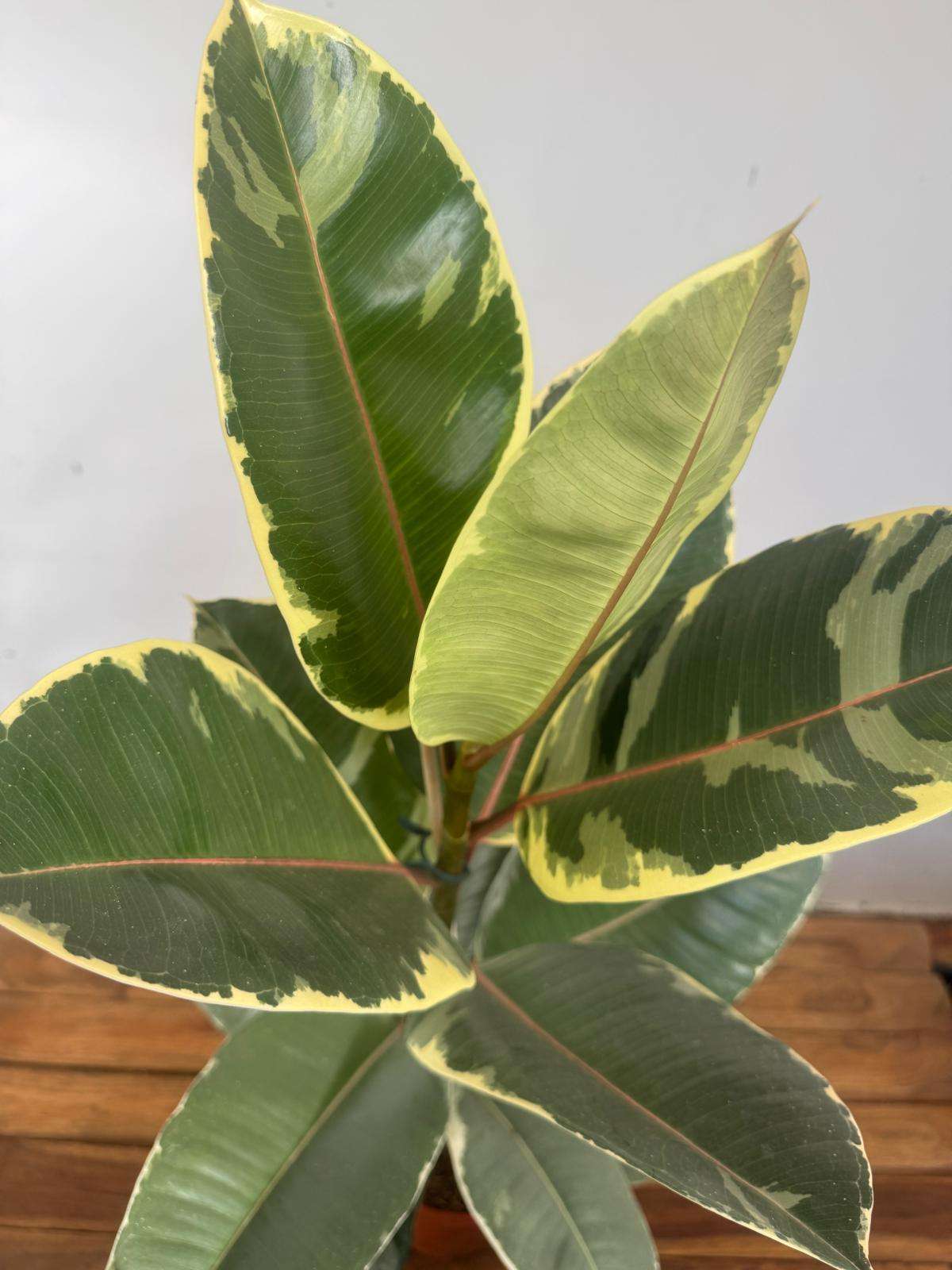 Ficus Elastica Tineke - V.21