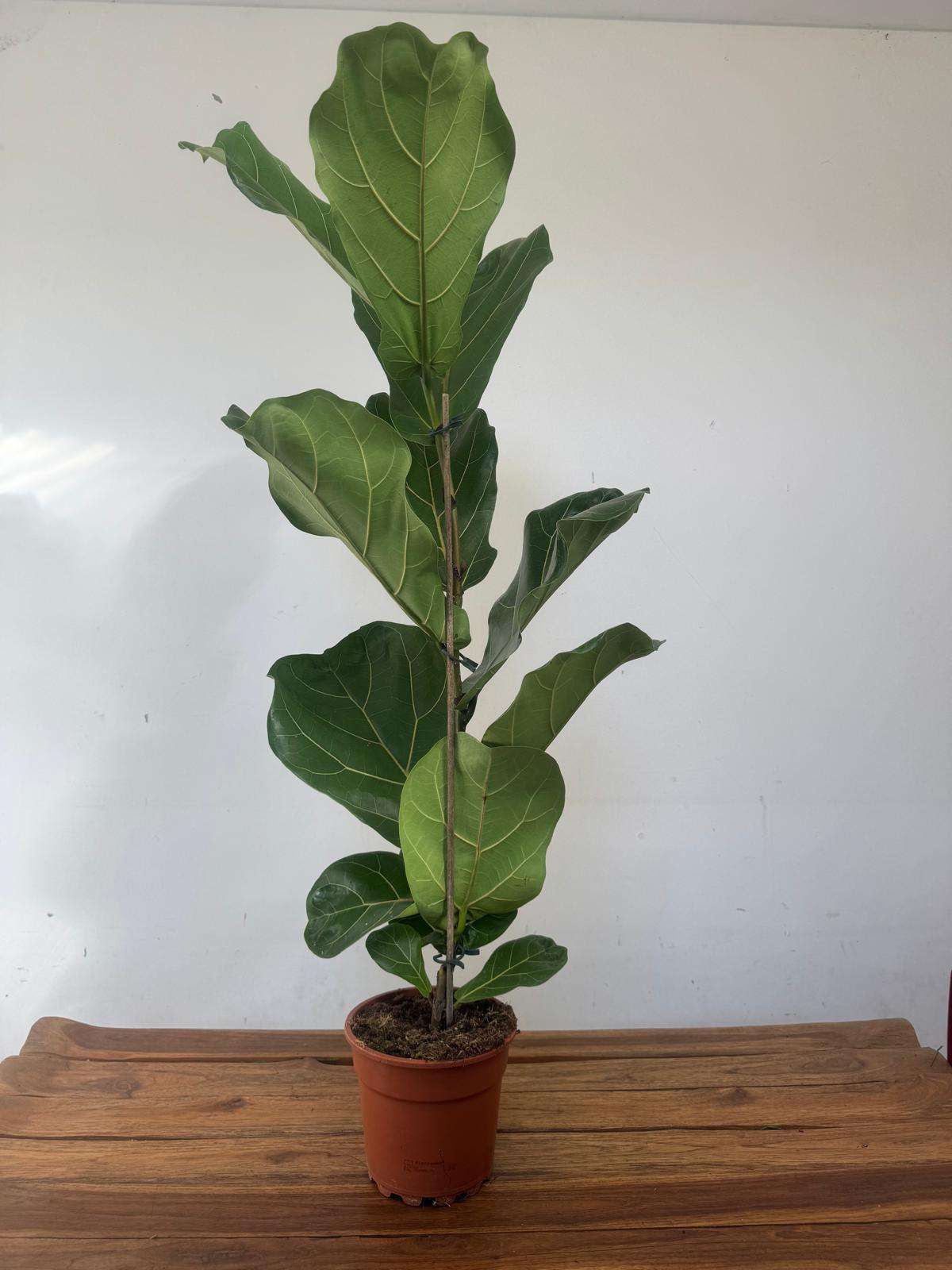 Ficus Lyrata Bambino - V.17 - Image 2