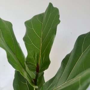Ficus Lyrata Bambino - V.17